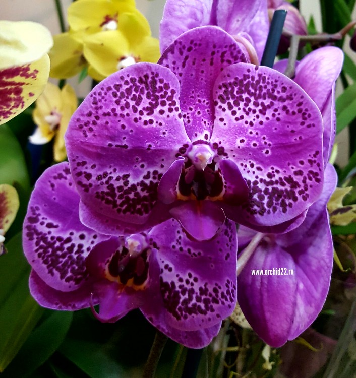 Орхидея Phalaenopsis      