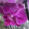 Орхидея Phalaenopsis Big Lip, midi