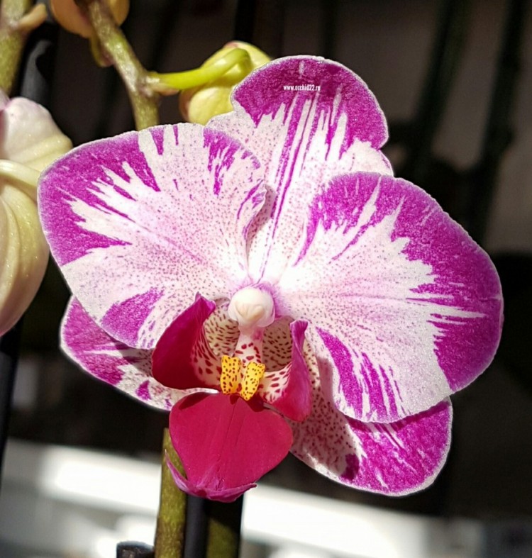 Орхидея Dtps Little Gem Stripes 'Cat King'