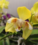 Орхидея Phalaenopsis Poppy Honey, multiflora 