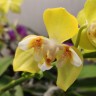 Орхидея Phalaenopsis Poppy Honey, multiflora 