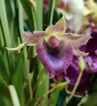 Орхидея Cochleanthes hybrid  