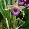 Орхидея Cochleanthes hybrid  