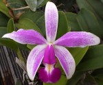 Орхидея C. violacea var. semi-alba flamea x sib (отцвела)          