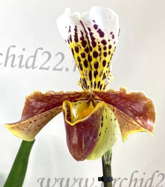 Орхидея Paphiopedilum hybrid (отцвел)  