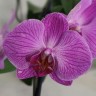 Орхидея Phalaenopsis (отцвел)