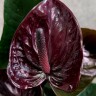 Anthurium Black Beauty (деленка без цветов)