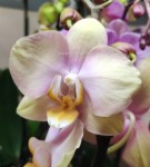 Орхидея Phalaenopsis Peaches (отцвёл)