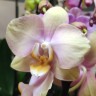 Орхидея Phalaenopsis Peaches (отцвёл)