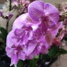 Орхидея Phalaenopsis Manta Romblon, Big Lip (отцвел)