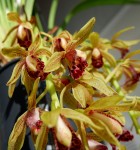 Орхидея Cymbidium Cascade 'Auburn', mini (отцвел)