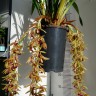 Орхидея Cymbidium Cascade 'Auburn', mini (отцвел)