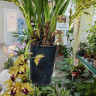 Орхидея Cymbidium Cascade 'Auburn', midi