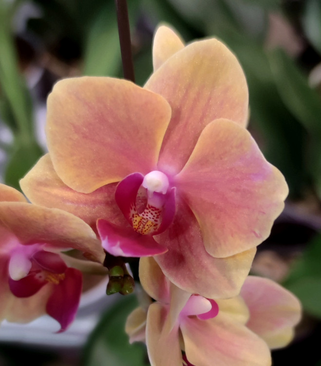 Орхидея Phalaenopsis Grazia, multiflora (отцвел, РЕАНИМАШКА)