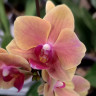 Орхидея Phalaenopsis Grazia, multiflora (отцвел, РЕАНИМАШКА)