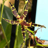 Орхидея Brassia hybrid (отцвела)