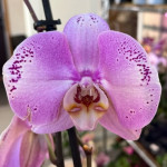 Орхидея Phalaenopsis Seine (отцвёл) 
