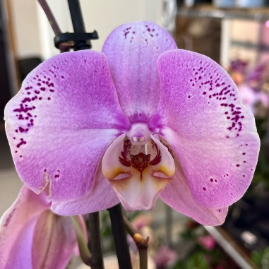 Орхидея Phalaenopsis Seine (отцвёл) 