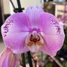 Орхидея Phalaenopsis Seine (отцвёл) 