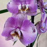 Орхидея Phalaenopsis Seine (отцвёл) 