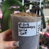 Орхидея Phalaenopsis Wild Cat (отцвел, РЕАНИМАШКА)     