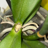 Орхидея Phalaenopsis Wild Cat (отцвел, РЕАНИМАШКА)     