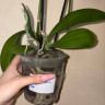 Орхидея Phalaenopsis Wild Cat (отцвел, РЕАНИМАШКА)     