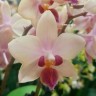 Орхидея Phalaenopsis, multiflora 