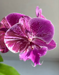 Орхидея Phalaenopsis Big Lip mutation