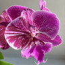 Орхидея Phalaenopsis Big Lip, mutation