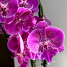 Орхидея Phalaenopsis Big Lip, mutation