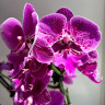 Орхидея Phalaenopsis Big Lip, mutation