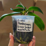 Орхидея Phal. Brown Sugar, multiflora (отцвел, РЕАНИМАШКА*)