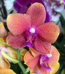 Орхидея Phalaenopsis Bronze Buddha (отцвел)