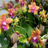 Орхидея Phalaenopsis Bronze Buddha (отцвел)