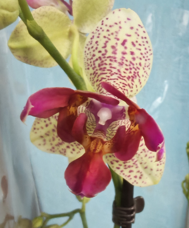 Орхидея Phalaenopsis Chi-Yueh Kaleidescope, peloric, multiflora