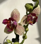 Орхидея Phalaenopsis Chi-Yueh Kaleidescope, peloric, multiflora