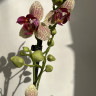 Орхидея Phalaenopsis Chi-Yueh Kaleidescope, peloric, multiflora