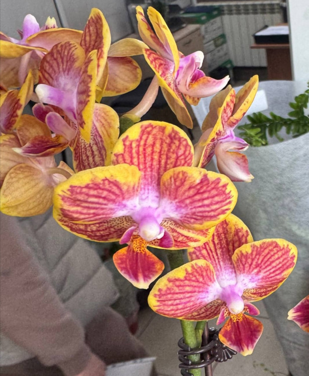 Орхидея Phalaenopsis Kakadu, multiflora 