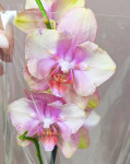 Орхидея Phalaenopsis Baby Dynamite peloric