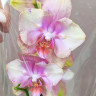 Орхидея Phalaenopsis Baby Dynamite peloric (отцвел)
