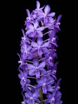 Орхидея Rhynchodenia Magic Wand (отцвела)