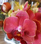 Орхидея Phalaenopsis Ceran, multiflora 