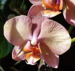 Орхидея Phalaenopsis Legato (отцвёл)