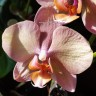 Орхидея Phalaenopsis Legato (отцвёл)