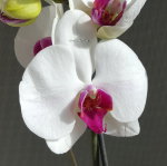 Орхидея Phalaenopsis Red Lip