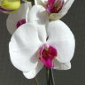 Орхидея Phalaenopsis Red Lip