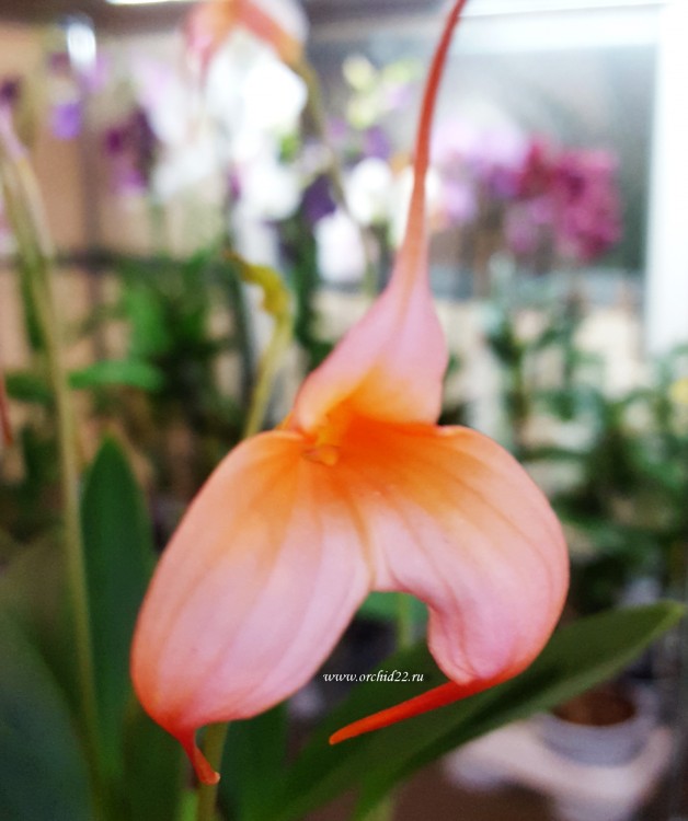 Орхидея Masdevallia (отцвела) 