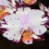Орхидея Phalaenopsis Ever Spring Prince (еще не цвёл)