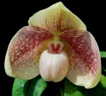 Орхидея Paph. Karl Ploberger (hangianum x bellatulum) (отцвёл)